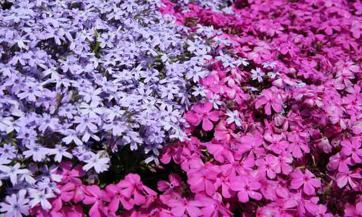 Flower-viewing-in-Hitsujiyama-Park